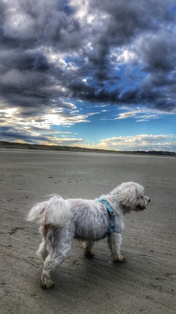 Foto perro de pie en tierra contra el cielo