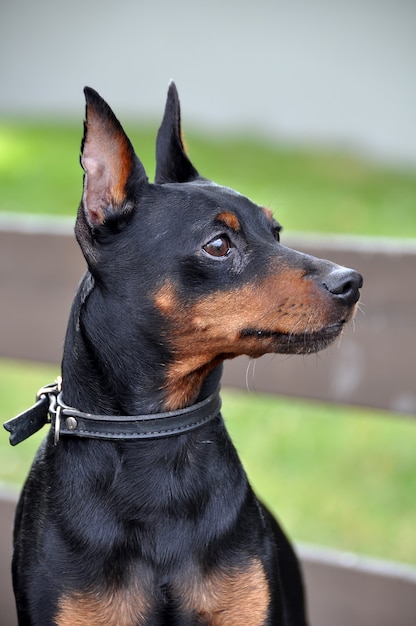 Perro pinscher miniatura con orejas recortadas