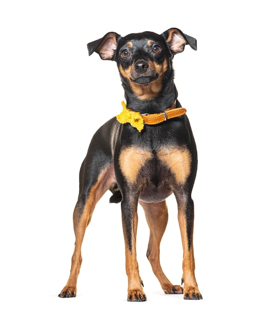 Perro Pinscher miniatura con un perro de collar amarillo