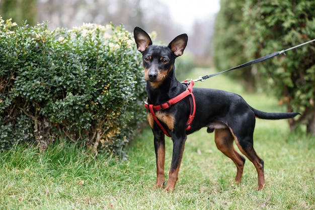 Perro Pinscher miniatura de pie sobre la hierba