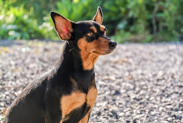 Perro pinscher miniatura