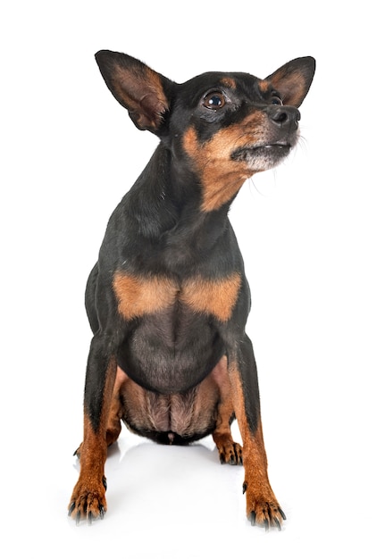 Perro pinscher miniatura