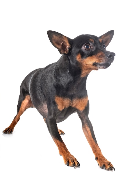 Perro pinscher miniatura