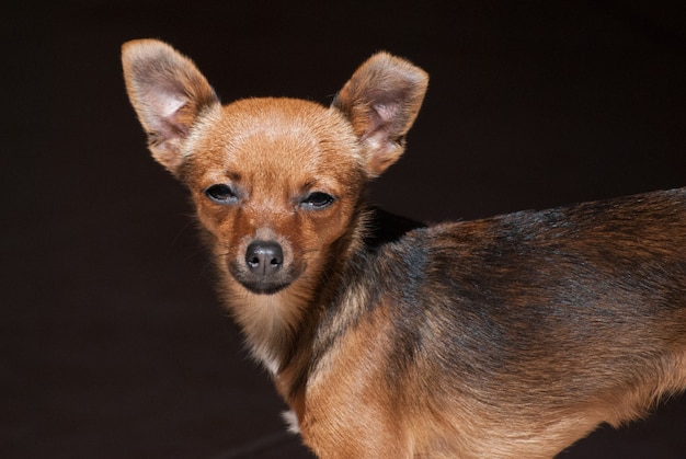 Perro pinscher en el sol