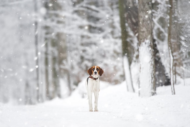 Perro pío ruso Retrato de un perro con manchas rojas sobre un fondo de un bosque de invierno