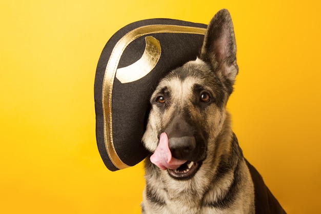 Perro pirata - Pastor de Europa del Este vestido con un pirata