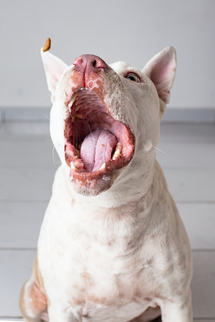 Perro Pit Bull amigable con la boca abierta