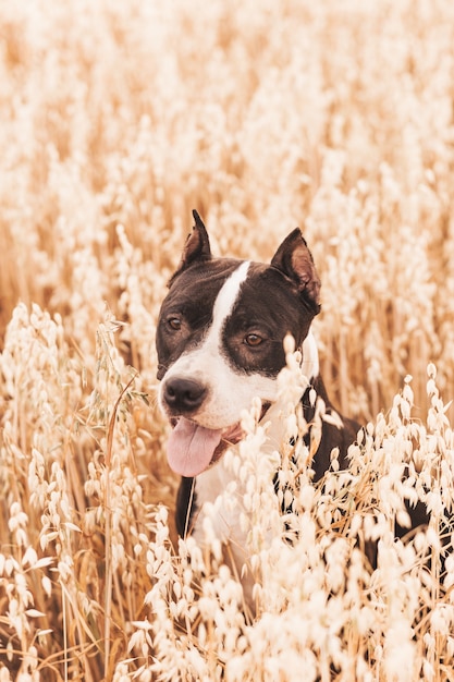 Perro pit bull camina en el verano en la naturaleza.