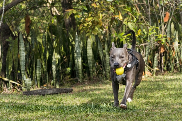 Perro pit bull jugando en un campo abierto al atardecer. Nariz azul de Pitbull en un día soleado con hierba verde y una hermosa vista de fondo. Enfoque selectivo.