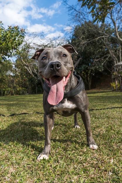 Perro pit bull jugando en un campo abierto al atardecer. Nariz azul de Pitbull en un día soleado con hierba verde y una hermosa vista de fondo. Enfoque selectivo.