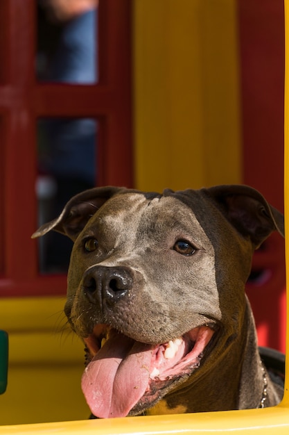 Perro pit bull jugando en un campo abierto al atardecer. Nariz azul de Pitbull en un día soleado con hierba verde y una hermosa vista de fondo. Enfoque selectivo.