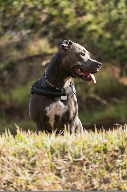 Perro pit bull jugando en un campo abierto al atardecer. Nariz azul de Pitbull en un día soleado con hierba verde y una hermosa vista de fondo. Enfoque selectivo.