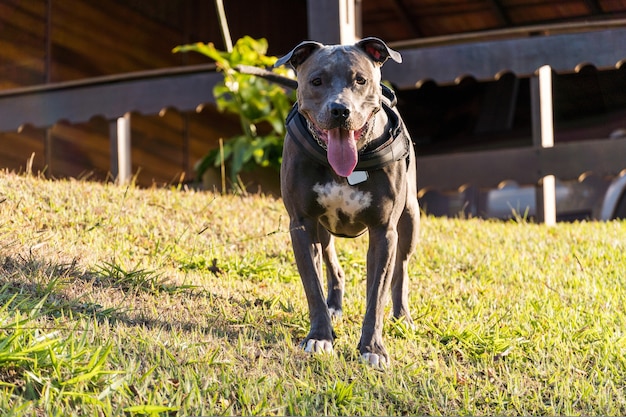 Perro pit bull jugando en un campo abierto al atardecer. Nariz azul de Pitbull en un día soleado con hierba verde y una hermosa vista de fondo. Enfoque selectivo.