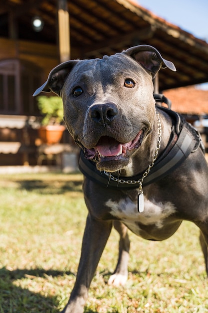 Perro pit bull jugando en un campo abierto al atardecer. Nariz azul de Pitbull en un día soleado con hierba verde y una hermosa vista de fondo. Enfoque selectivo.