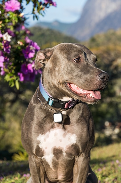 Foto perro pit bull jugando en un campo abierto al atardecer. nariz azul de pitbull en un día soleado con hierba verde y una hermosa vista de fondo. enfoque selectivo.