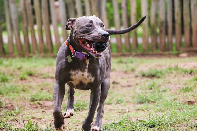 Perro pit bull jugando y divirtiéndose en el parque. Enfoque selectivo.