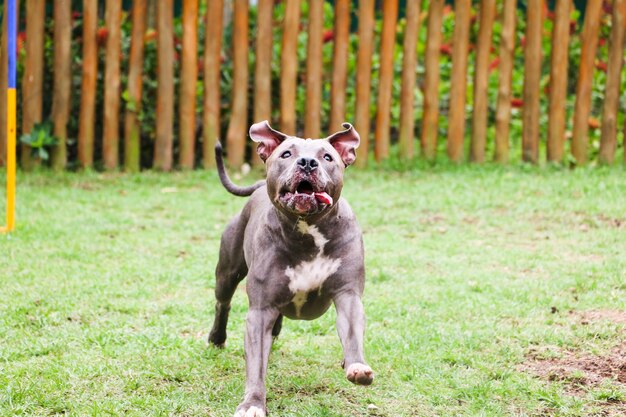 Perro pit bull jugando y divirtiéndose en el parque. Enfoque selectivo.