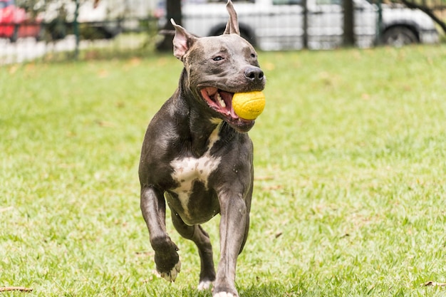 Perro pit bull jugando y divirtiéndose en el parque. Enfoque selectivo.