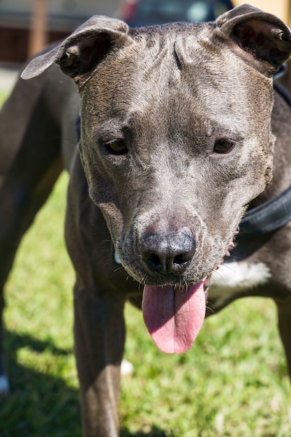 Perro pit bull jugando en el jardín de la casa. Correr y atrapar la pelota. Día soleado.