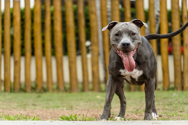 Perro pit bull jugando en el parque al atardecer. Parque con césped verde y valla de madera.