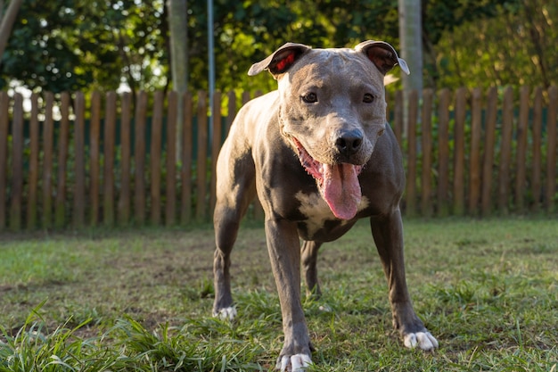 Perro pit bull jugando en el parque al atardecer.