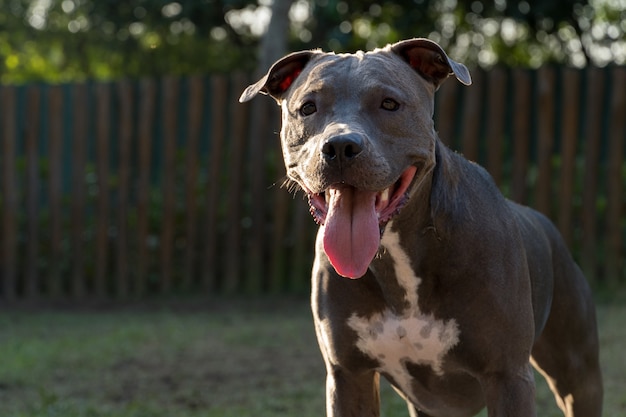 Perro pit bull jugando en el parque al atardecer.