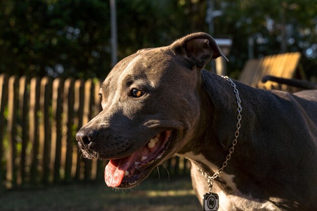 Perro pit bull jugando en el parque al atardecer.