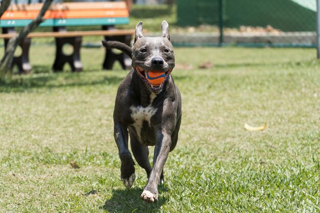 Perro pit bull jugando en el parque en un día soleado. Enfoque selectivo.