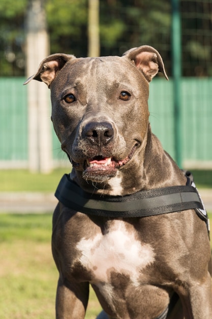 Perro pit bull jugando en el parque. Lugar para perros con césped verde y valla con estacas de madera.