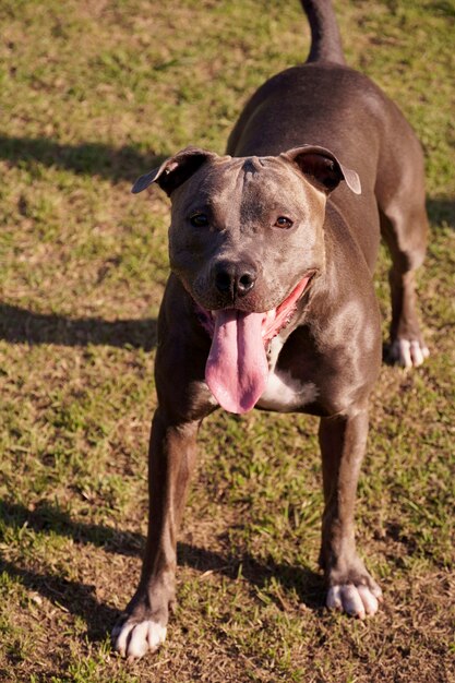 Perro pit bull jugando en el parque. Lugar para perros con pasto verde. Juguetes como una rampa para que haga ejercicio.