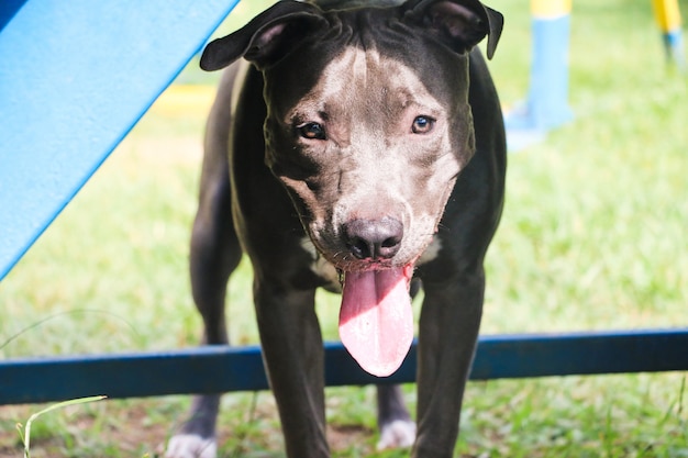 Perro pit bull jugando en el parque. Zona de césped para perros con juguetes de ejercicio.