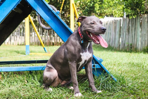 Perro pit bull jugando en el parque. Zona de césped para perros con juguetes de ejercicio.