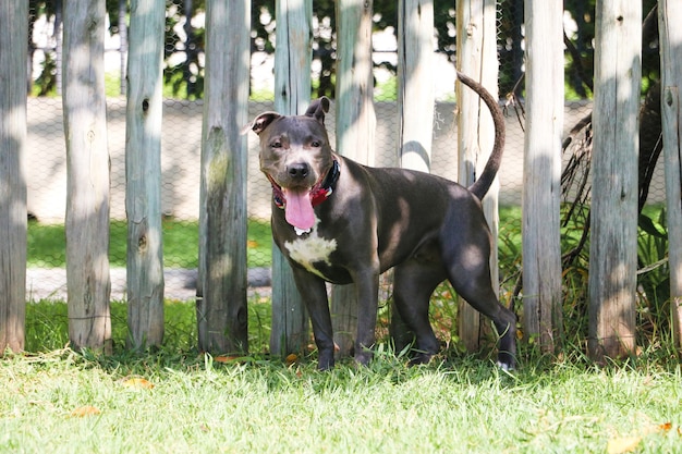 Perro pit bull jugando en el parque. Zona de césped para perros con juguetes de ejercicio.