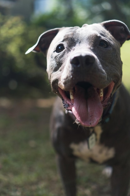 Perro pit bull jugando con la pelota en el jardín de la casa. Día soleado.