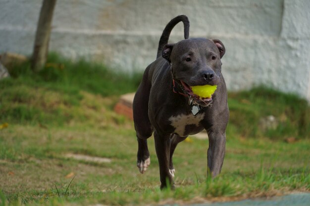 Perro pit bull jugando con la pelota en el jardín de la casa