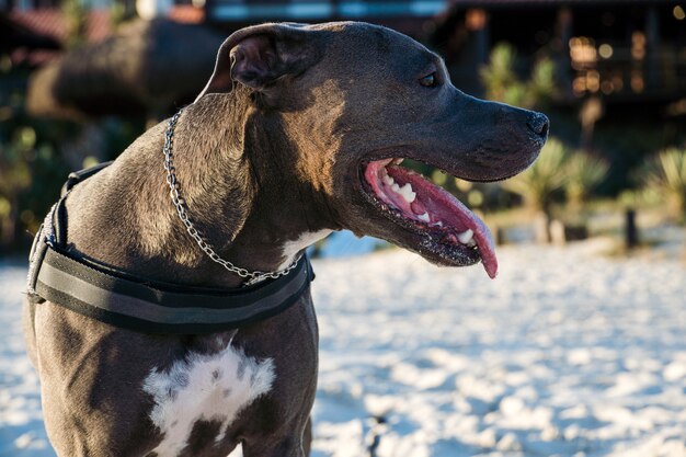 Perro pit bull jugando en la playa al atardecer. Disfrutando de la arena y el mar en un día soleado.