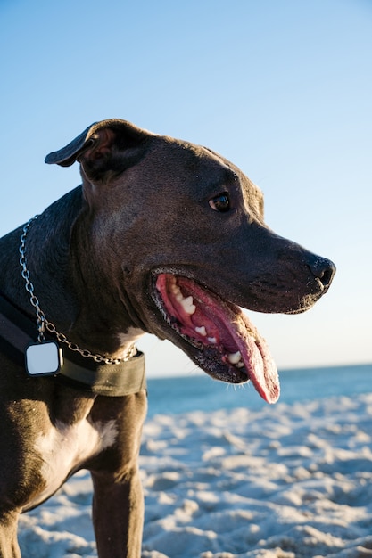 Perro pit bull jugando en la playa al atardecer. Disfrutando de la arena y el mar en un día soleado.