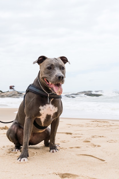 Perro Pit Bull jugando en la playa, disfrutando del mar y la arena. Día soleado. Enfoque selectivo.
