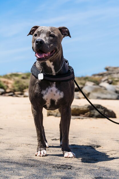 Perro Pit Bull jugando en la playa, disfrutando del mar y la arena. Día soleado. Enfoque selectivo.