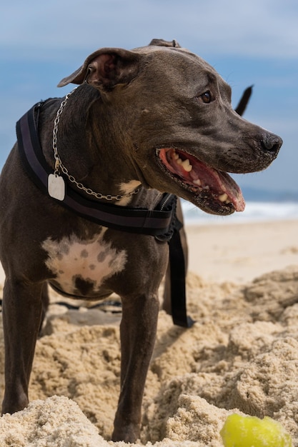 Perro Pit Bull jugando en la playa Divirtiéndose con la pelota y cavando un hoyo en la arena Día parcialmente nublado Enfoque selectivo