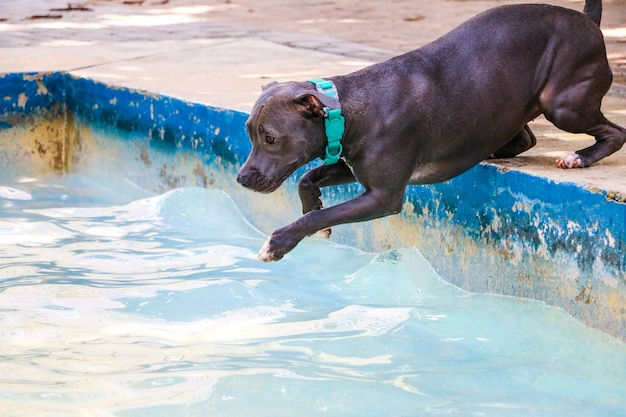 Perro pit bull nadando en la piscina en un día soleado.