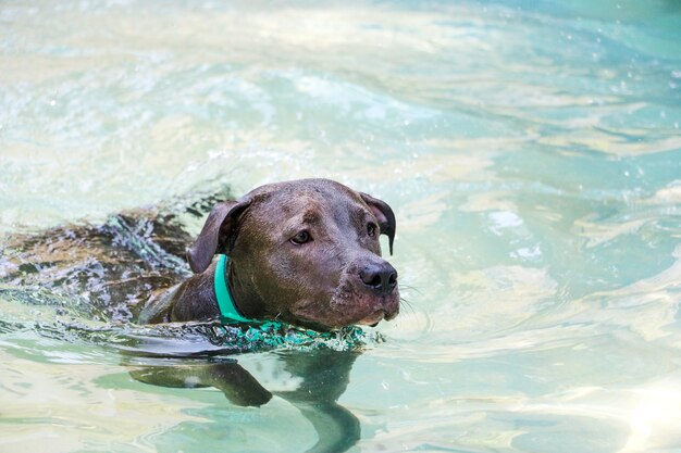 Perro pit bull nadando en la piscina en un día soleado.