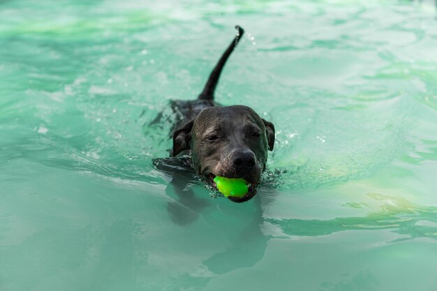 Perro pit bull nadando en la piscina en el parque Día soleado