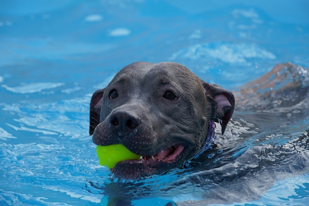 Perro pit bull nadando en la piscina