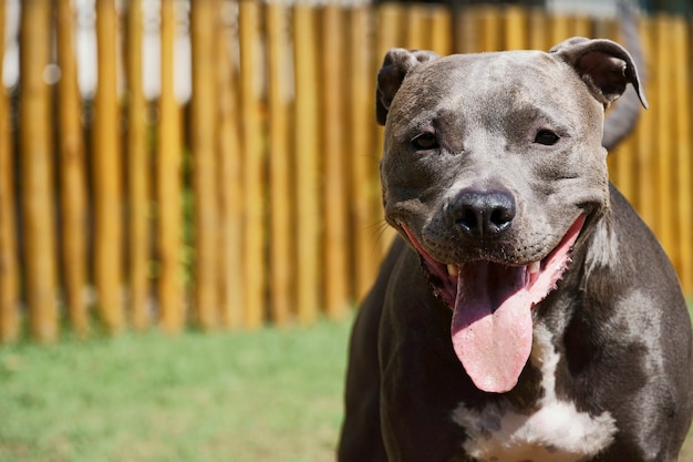 Perro pit bull en el parque con césped verde y valla de madera. Pit bull jugando en el lugar de las mascotas.