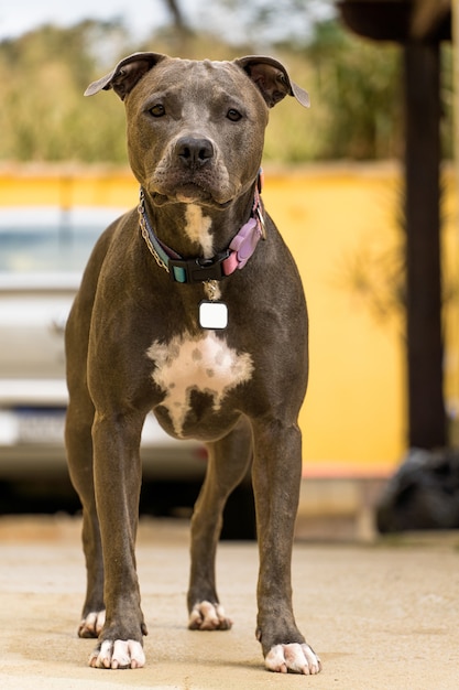 Perro pit bull en el patio trasero de la casa. Nariz azul pitbull con ojos color miel. Casa con pared amarilla y jardín.