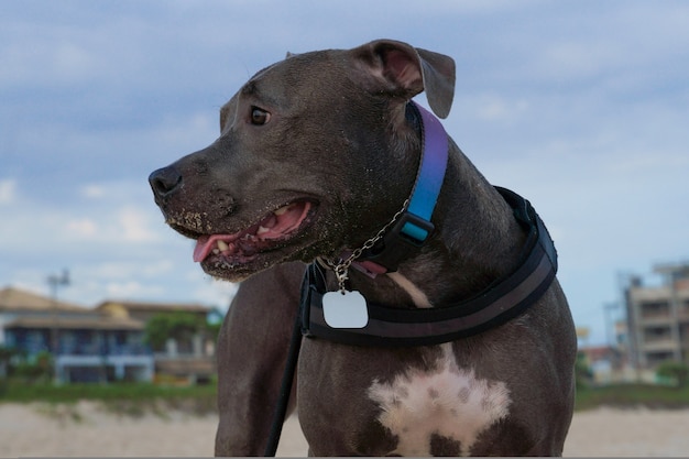 Perro pit bull en la playa a última hora de la tarde en Niteroi en Río de Janeiro.