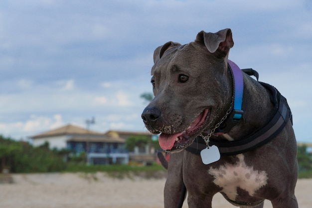 Perro pit bull en la playa a última hora de la tarde en Niteroi en Río de Janeiro.