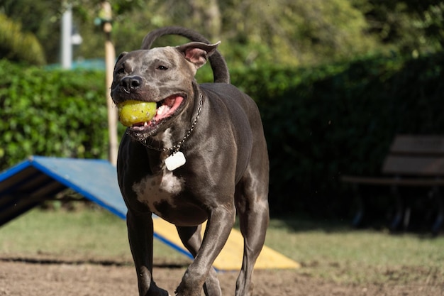 Foto perro pit bull saltando los obstáculos mientras practica agilidad y juega en el parque para perros lugar para perros con juguetes como una rampa y neumáticos para que haga ejercicio