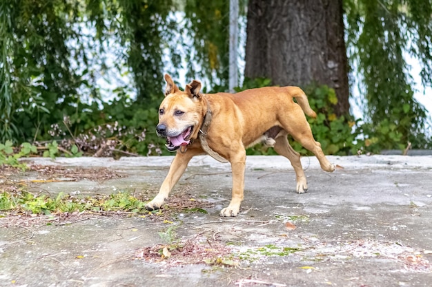 Perro pit bull terrier corre rápidamente a lo largo del callejón en el parque